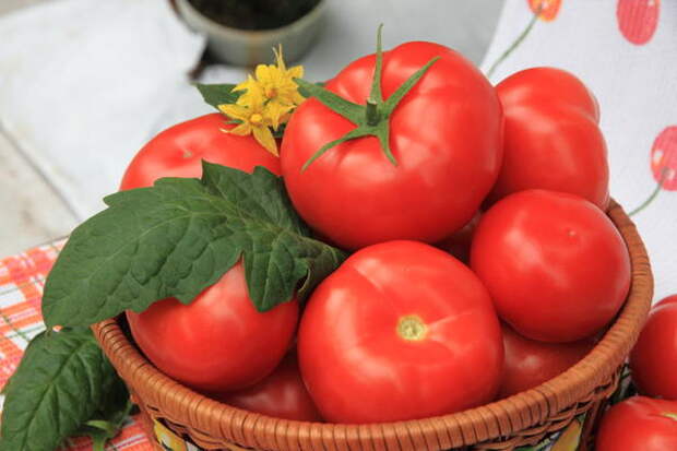 Картинки по запросу заметки любителя томатов