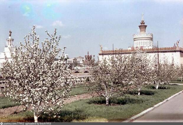 Цветущие яблони возле фонтана "Каменный цветок".  вднх, москва, урбанистика
