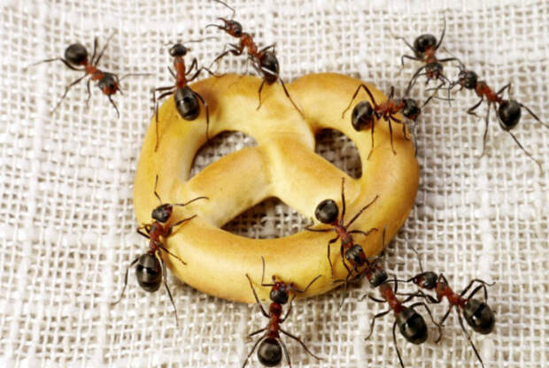 Защита продуктов от муравьев.