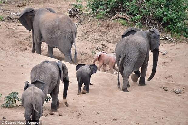 Туристы обнаружили в национальном парке слоненка-альбиноса альбиносы, живое чудо, животные, слоны