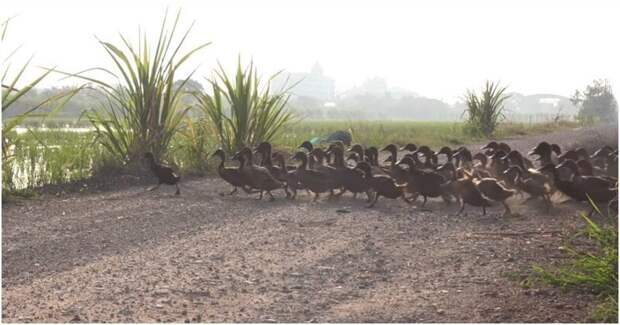 Трехтысячная армия уток бежит через дорогу к водопою видео, животные, прикол, птицы, таиланд, утки, фермер