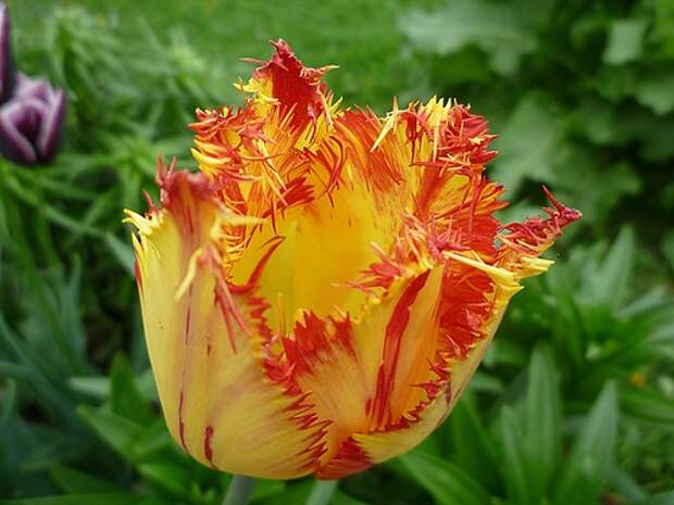Тюльпан бахромчатый Боллрум (Tulip Ballroom)