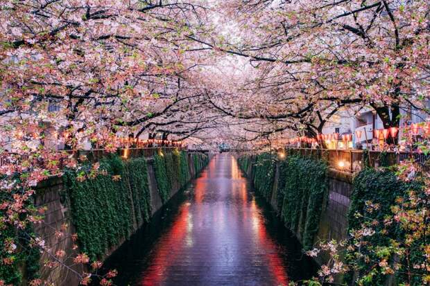Цветение сакуры вдоль реки Мэгуро в Токио