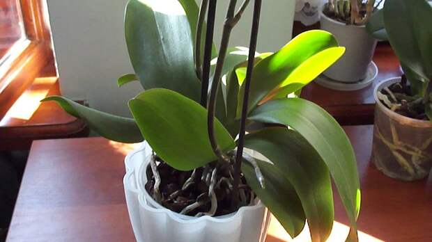 как удобрять орхидею в домашних условиях