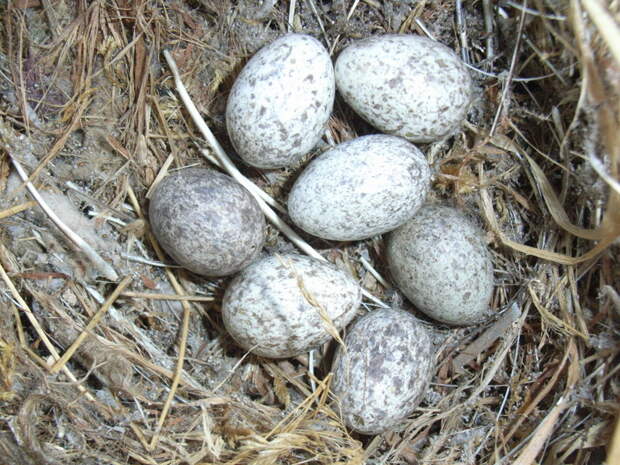 8. Воробей откладывает по 4-10 яиц, но чаще всего 5-7 яиц белого цвета, слегка побуревших, с красными пятнами и крапинками насиживание занимает 11—13 суток. воробей, воробьи, животные, интересно знать, факты