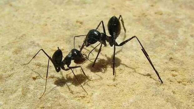 Оказалось, что муравьи...