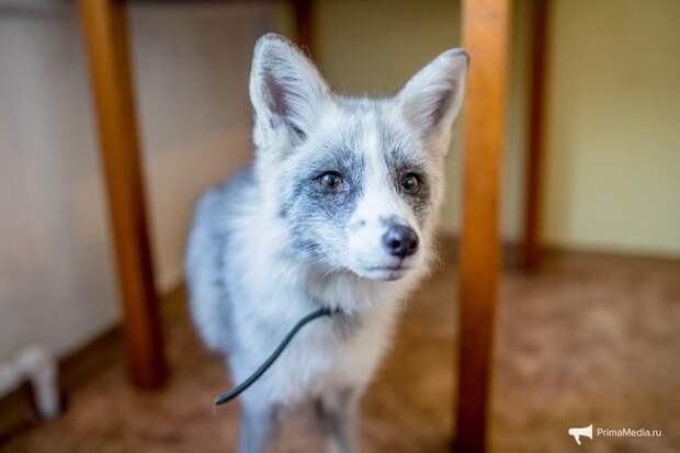 Как разводят домашних лисиц во Владивостоке Анастасия Хижняк, владивосток, лиса, фоторепортаж
