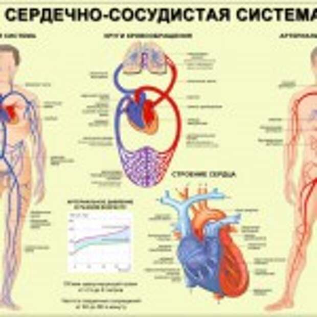 Лечение сердечно-сосудистых заболеваний