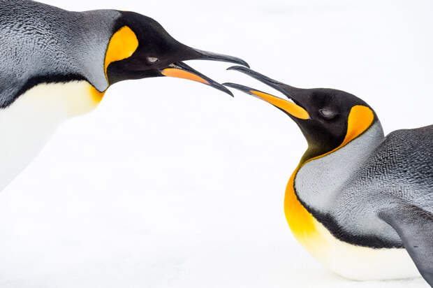 Королевские пингвины, Южная Георгия