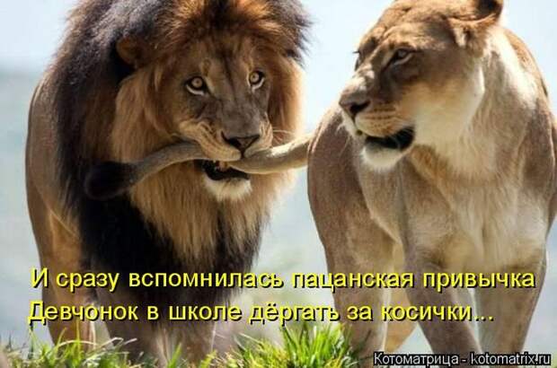 Лучшие котоматрицы недели (50 фото)