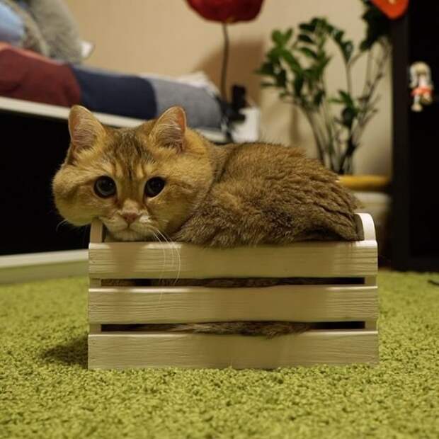 Хосико — настоящий Кот в сапогах из Шрека кот, шрек