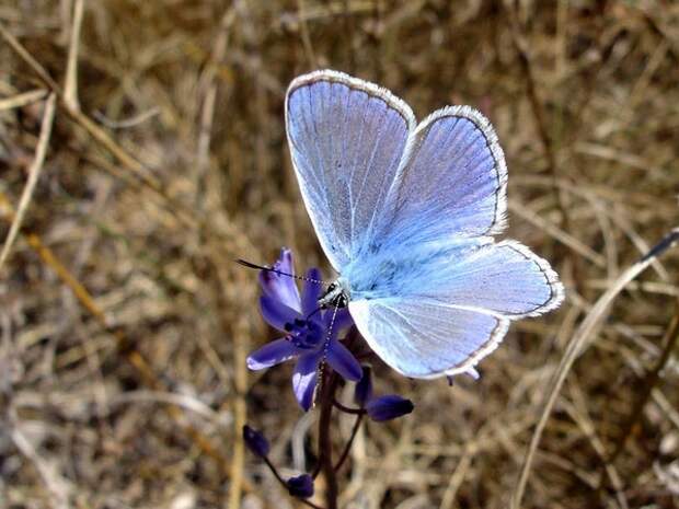 бабочка Голубянка