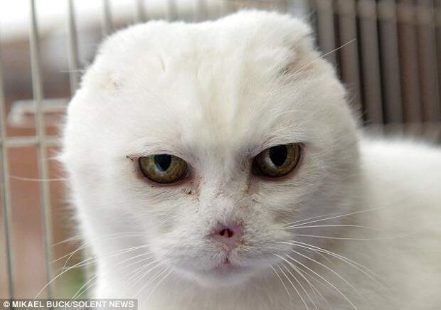 Charlie Voldemort cat, кот Волан-де-Морт