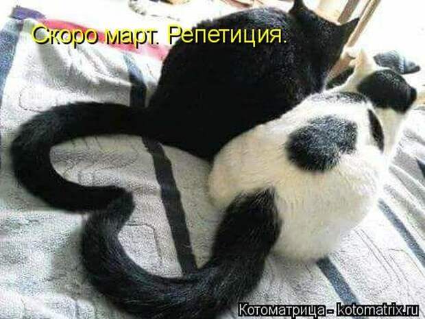Лучшие котоматрицы недели (50 фото)