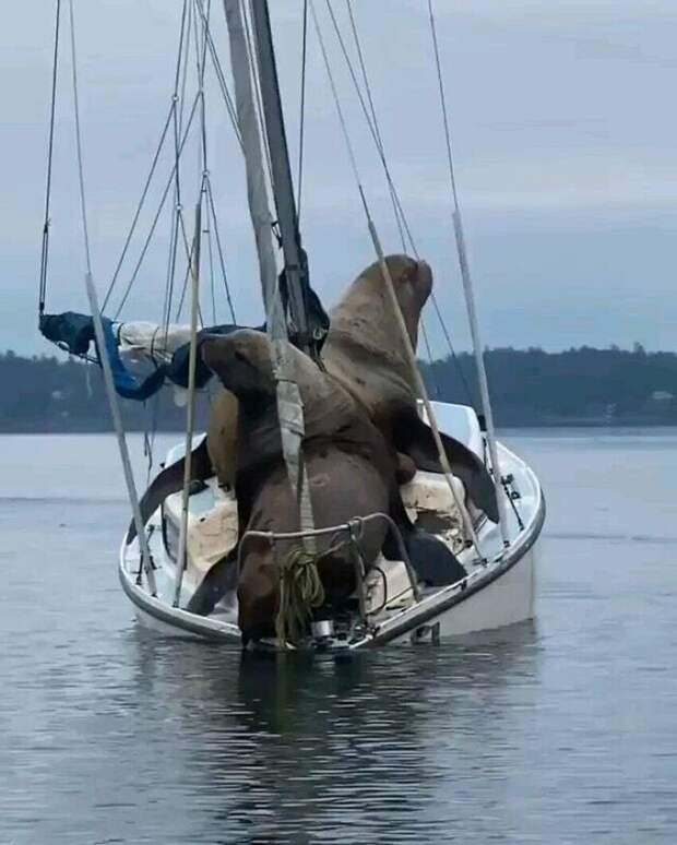 Морские львы, по сравнению с лодкой Морские львы, по сравнению с лодкой