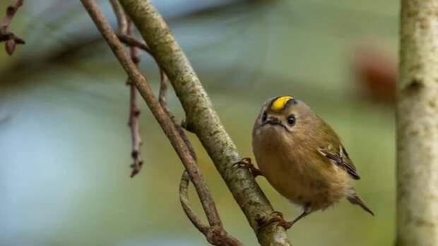 Самая маленькая птица Европы облюбовала заповедник в долине реки Сходни
