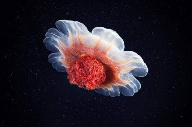 Красная медуза. Автор: Александр Семенов.