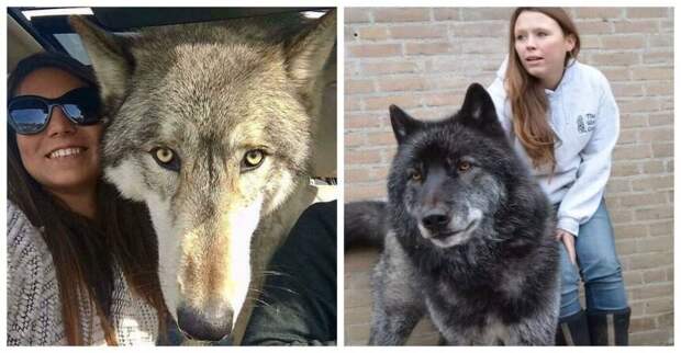 15 собак, которые похожи на волков, а в душе милые пушистики