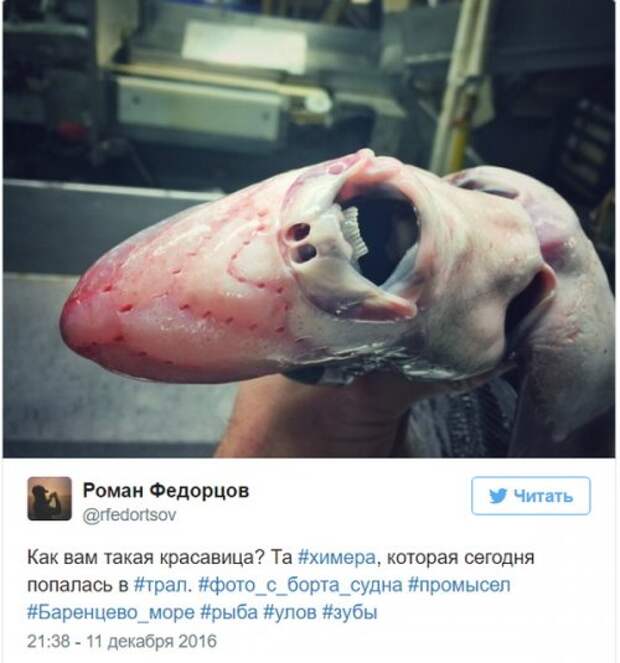 Познавательный твиттер моряка Романа Федорцова (16 фото)
