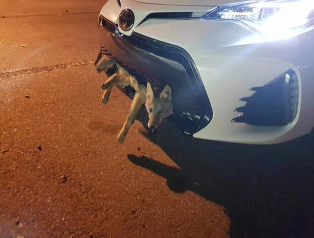 Машина сбила койота, но тот оказался очень везучим и почти не пострадал животные, зверь, койот, машина