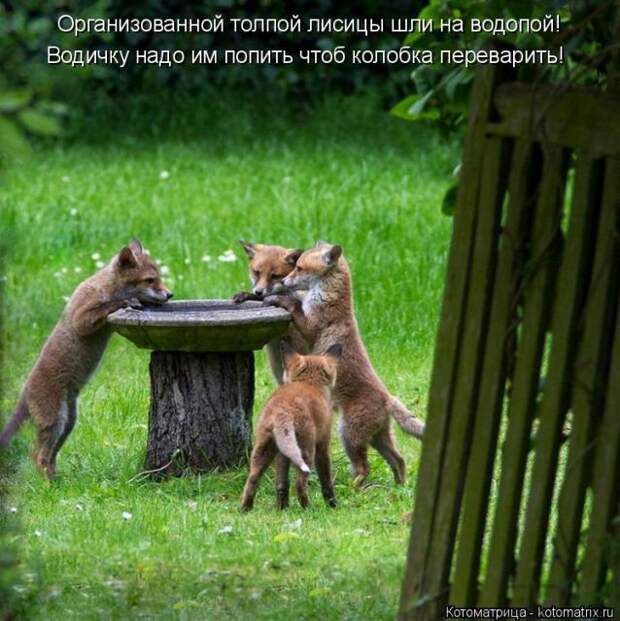 Лучшие котоматрицы недели (50 фото)