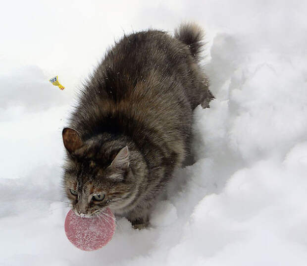 Наши милые ворюги животные, коты кошки, курьезы, приколы, шутки, юмор