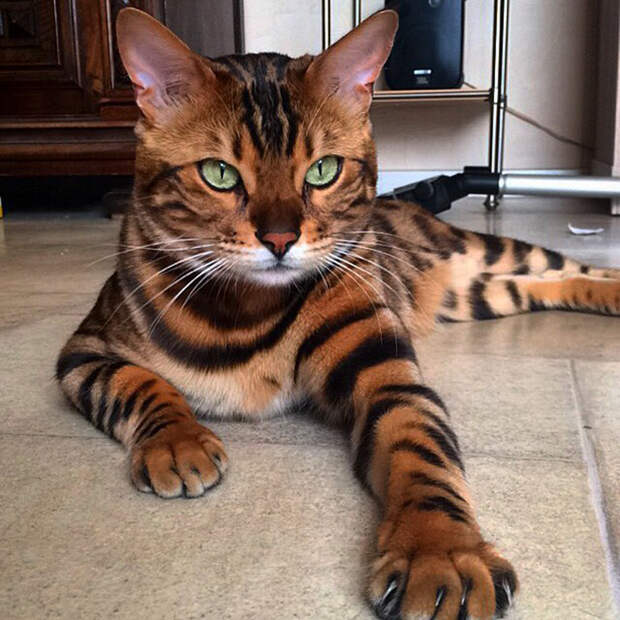 Тор, бенгальский кот с необычным окрасом. Порода, животные, котики