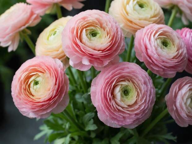 Аромат накрывает весь участок за считанные дни: цветок, который становится главным