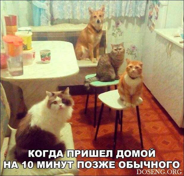 Прикольные картинки