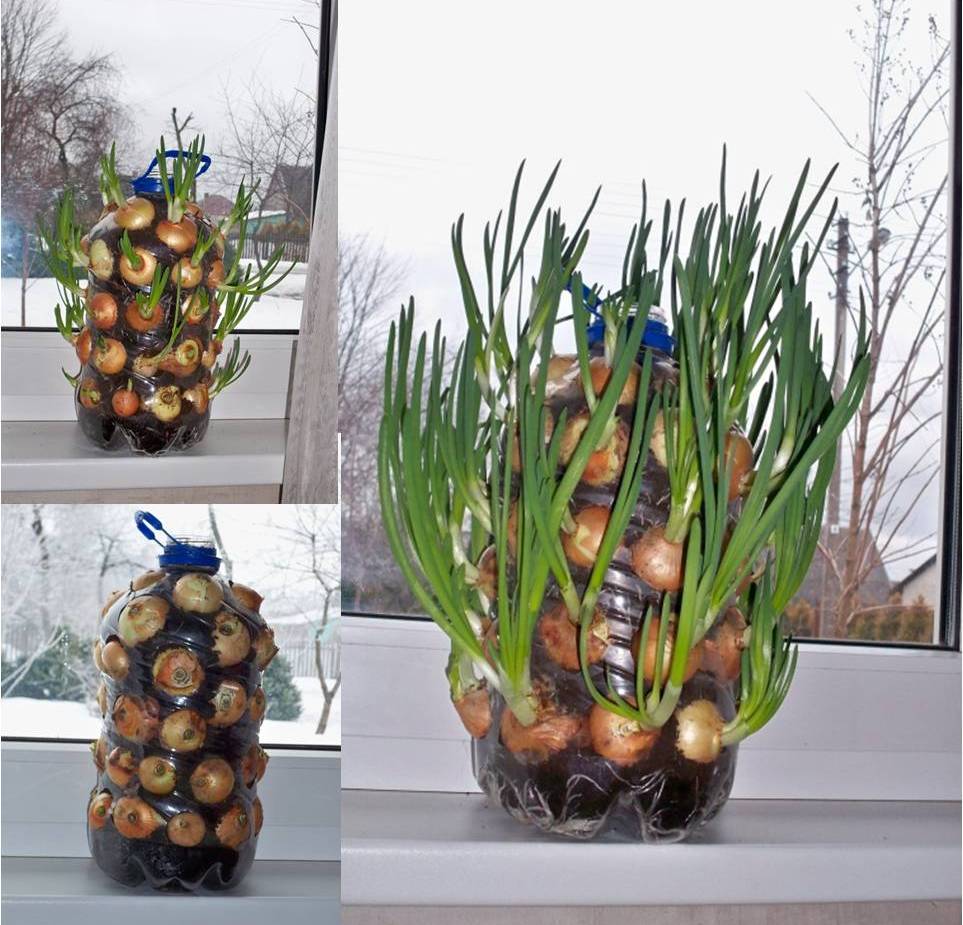 grow-onions-vertically-on-the-windowsill