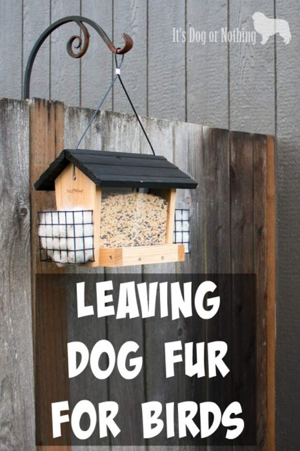 When you have dogs, you're bound to have a lot of fur! Here's how I put my Great Pyrenees' fur to good use by leaving fur for birds.
