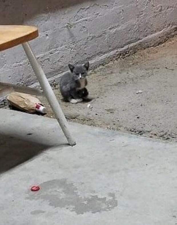 котенок на улице
