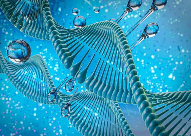 Цитогены и Цитомаксы как пептидные биорегуляторы