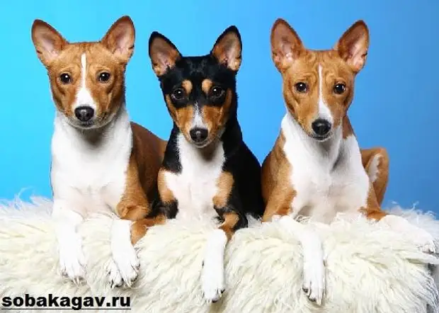 Басенджи собака. Описание, особенности, уход и цена породы басенджи