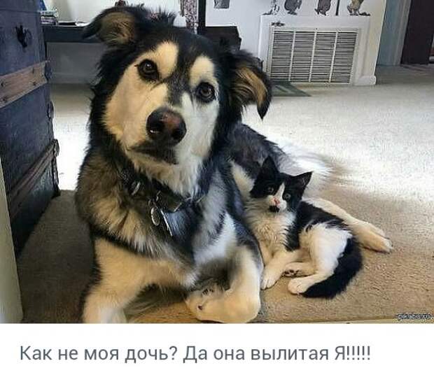 Свежие картинки с надписям для веселья (11 фото) Свежие картинки с надписям для веселья (11 фото)