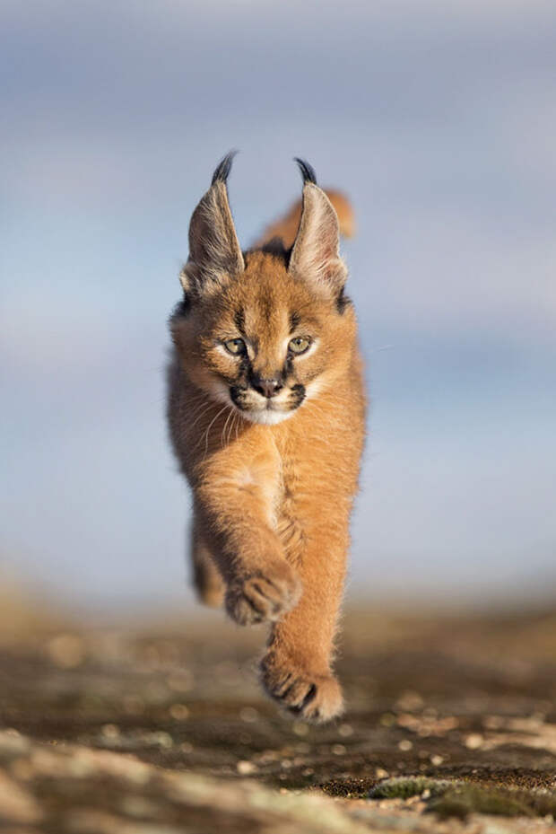 Baby Caracal