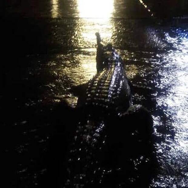 В Австралии затопили целый город и невольно запустили в него крокодилов со змеями
