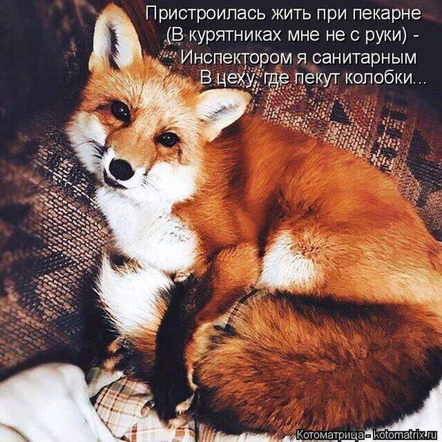 Лучшие котоматрицы недели (50 фото)