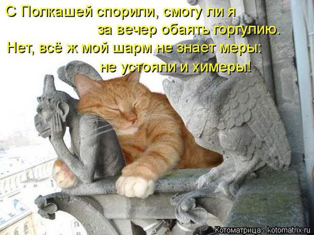 Лучшие котоматрицы недели (50 фото)