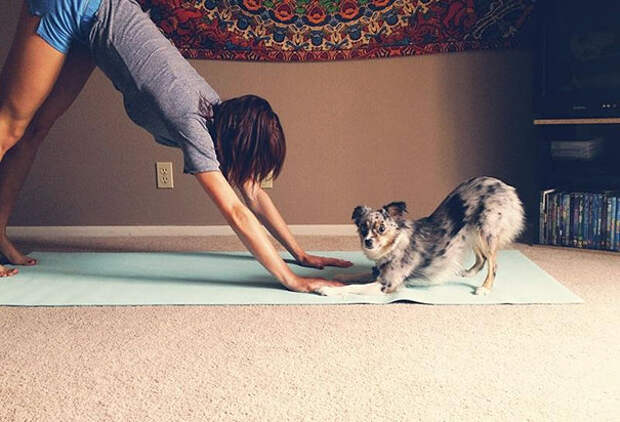 http://3milliondogs.com/blog-assets-two/2015/02/funny-animals-doing-yoga-8.jpg