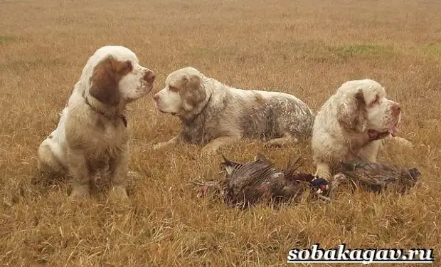 Кламбер спаниель собака. Описание, особенности, уход и цена породы