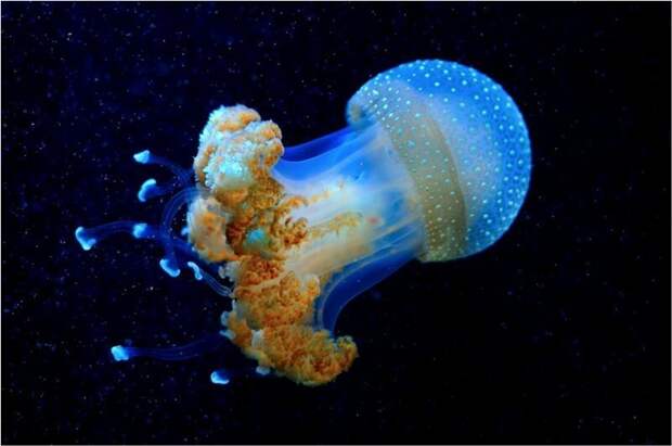 Josef Gelernter Глубоководная медуза выглядит будто существо с другой планеты.  красивые кадры, факты, фото