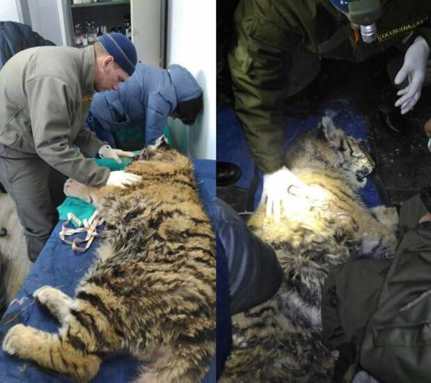 В Приморье раненный браконьерами тигрёнок идёт на поправку