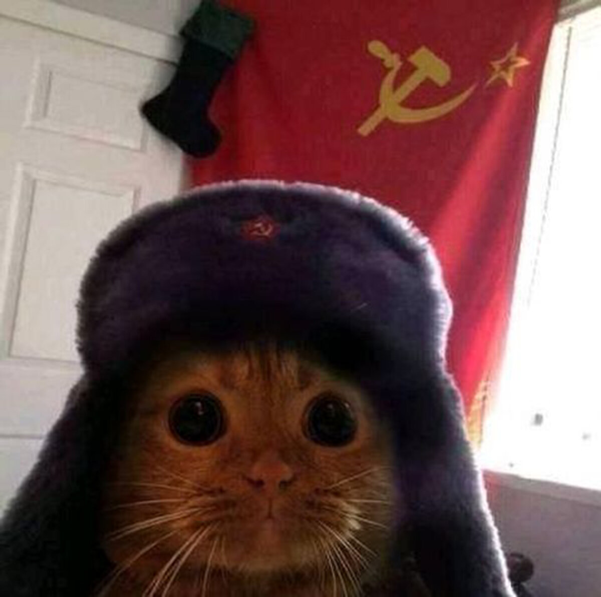 Это наша страна, это наши животные! (10 смешных фото)
