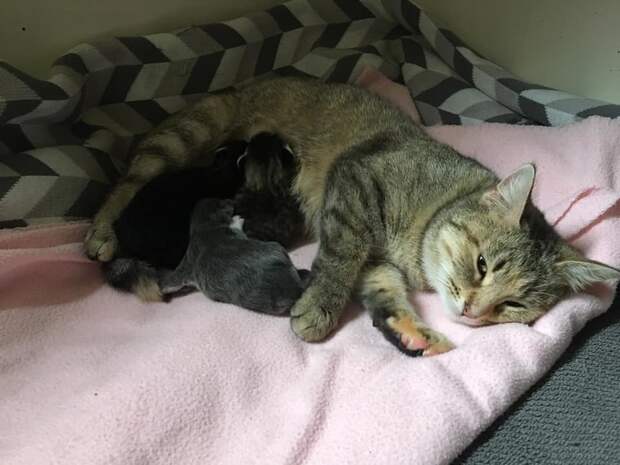 кошка и трое котят