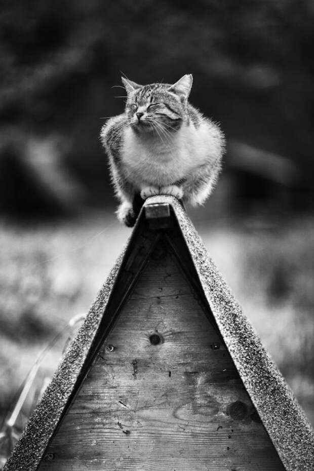 Фотография: Без кота и жизнь не та: уравновешенные коты-акробаты демонстрируют чудеса баланса №4 - BigPicture.ru
