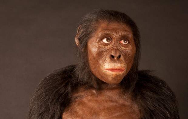 Фото взято с сайта: https://www.sciencemag.org/news/2016/08/did-famed-human-ancestor-lucy-fall-her-death