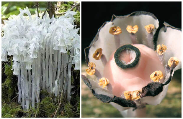 Подъельник одноцветковый (Monotropa uniflora) красота, особенные, природа, растения, флора, цветы