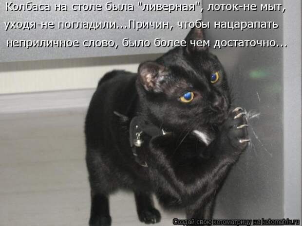 Лучшие котоматрицы недели (50 фото)