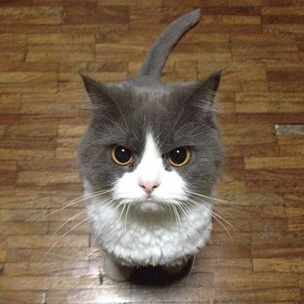 Angry Cat